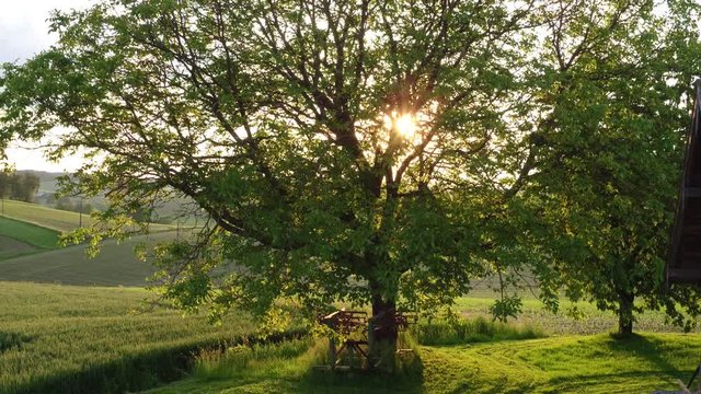 Aerial of a beautiful tree in the sunset in the middle of fields and nature with the drone flying up