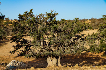 road, blue, sky, grove, trees, argan, thickets, greenery, nature, travel