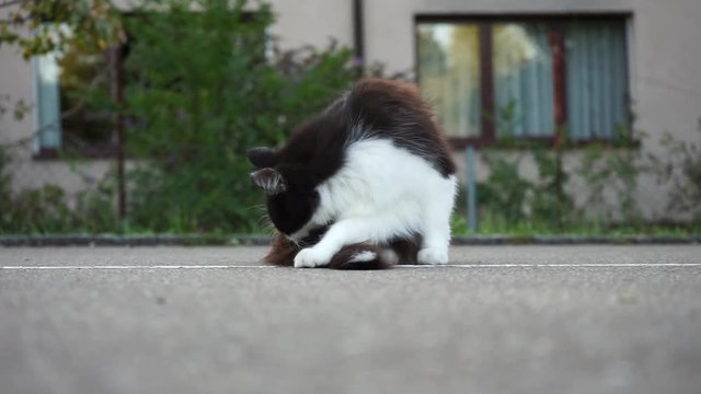 young cat on concrete floor, cleaning fur and playing, video