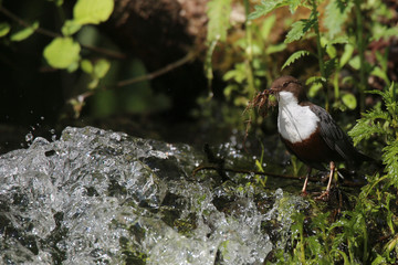 Naklejka premium Cincle plongeur