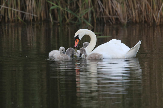 Cigne