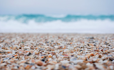 seashells on the seashore