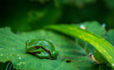 green tree frog on leaf