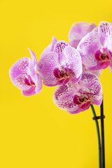 Branch of violet orchid on bright yellow background. Banner with copy space. Spring, woman day concept.