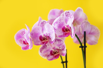 Branch of violet orchid on bright yellow background. Banner with copy space. Spring, woman day concept.