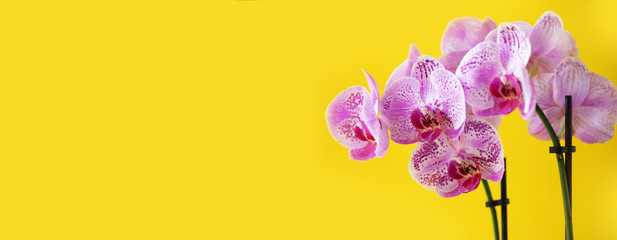 Branch of violet orchid on bright yellow background. Banner with copy space. Spring, woman day concept. © jchizhe