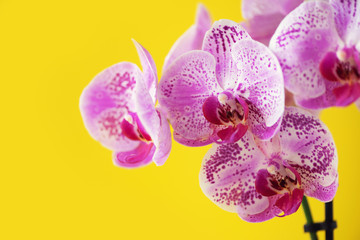 Fototapeta na wymiar Branch of violet orchid on bright yellow background. Banner with copy space. Spring, woman day concept.