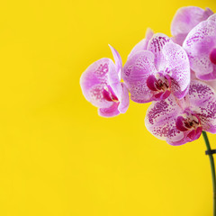 Branch of violet orchid on bright yellow background. Banner with copy space. Spring, woman day concept. Square crop
