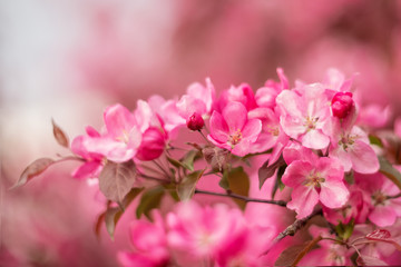 Apple tree branch in pink bloom