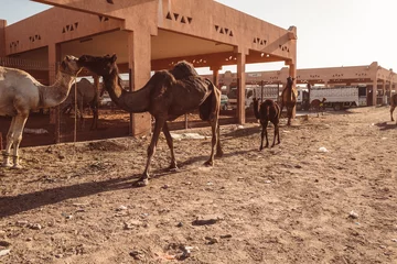 Crédence de cuisine en verre imprimé Chameau Camel market in Al Ain