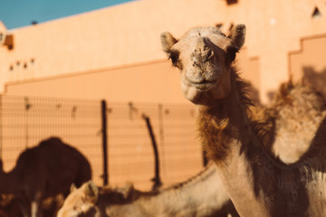 Obraz premium Camel market in Al Ain