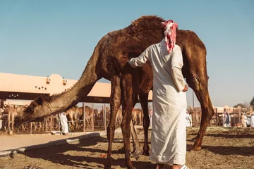 Papier Peint photo Lavable Chameau Camel market in Al Ain