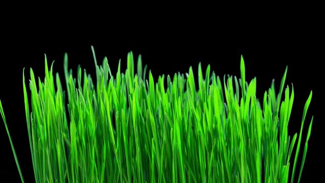 Green sprouts of wheat grow, time-lapse with alpha channel