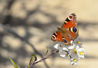 Papaillon