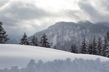 landscape with trees and mountains in winter