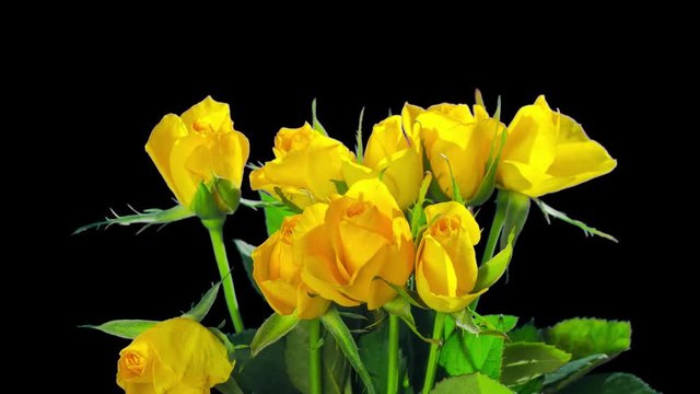 Yellow roses die, time-lapse with alpha channel