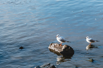 seagulls in water