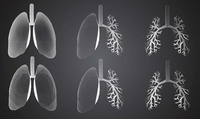 Vector set 3D lungs and bronchus. Isolated on white background. Element for medical design.