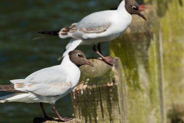 Two Black-headed Gulls stood on wooden posts.