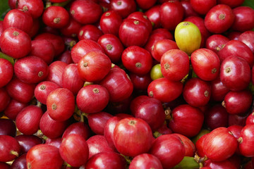 Fresh red ripe coffee beans