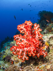 Corals of the island of Sipadan. 