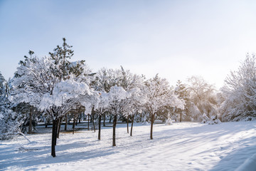 Winter background, close up of frosted pine branch on a snowing day
