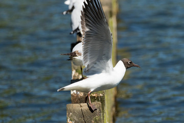 Black-headed Gull with it's wings spread ready to fly off.