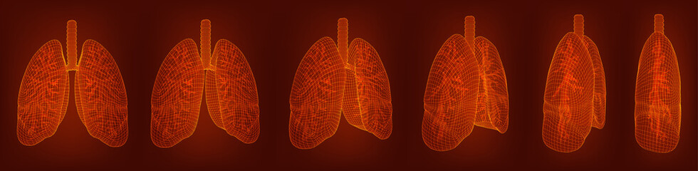 vector set. lungs and bronchi. 3d elements for design