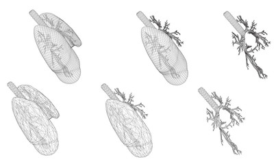 Vector set 3D lungs and bronchus. Isolated on white background. Element for medical design.