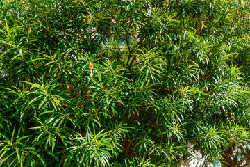 Cascabela thevetia (Yellow oleander, Lucky nut) on summer day
