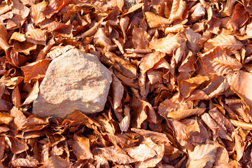 A stone between yellow and brown leaves in the forest in autumn