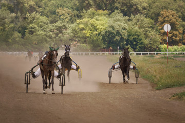 Horses racing, horse riders compete.