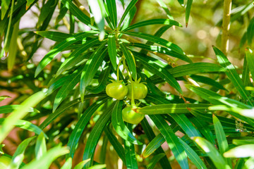 Cascabela thevetia fruits (Yellow oleander, Lucky nut) on summer day