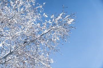 Winter background, close up of frosted pine branch on a snowing day
