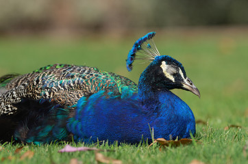Fototapeta premium Indian Peacock resting.