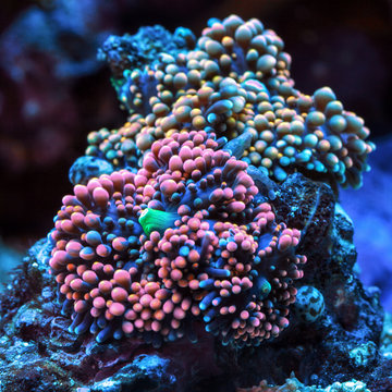 Ricordea yuma. Soft coral.
