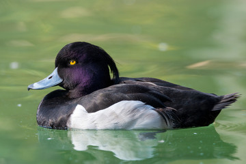 The tufted duck (Aythya fuligula)