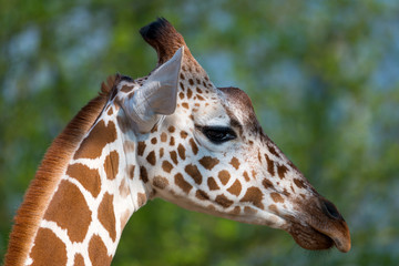 The reticulated giraffe (Giraffa camelopardalis reticulata)