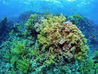Naklejka na ściany i meble Coral reef with soft corals. General plan underwater. 
