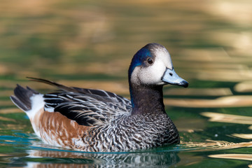 The Chiloé wigeon (Mareca sibilatrix)