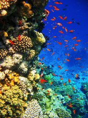 Coral reefs of the Red Sea.