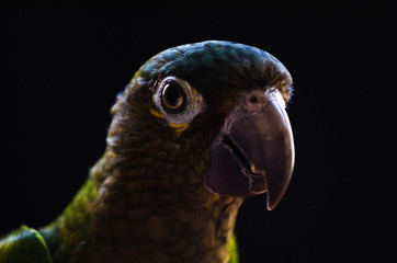 Fototapeta premium Parakeet portrait from a side
