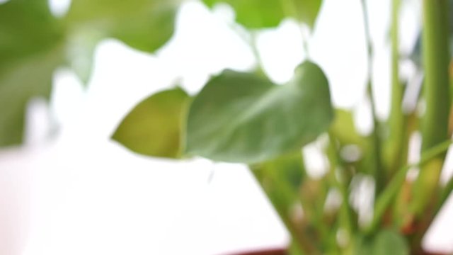philodendron interior house plant with big leafs, slider video