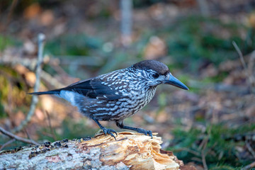 Tannenhäher - Häher - Rabenvögel - Allgäu