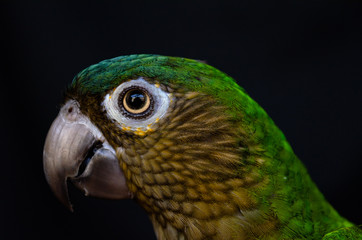 Parakeet looking outside