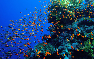 Récif de corail Mer Rouge.