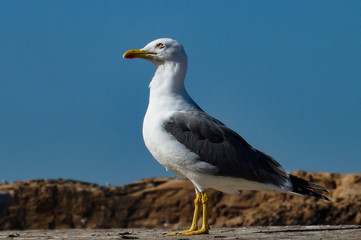 bird, Seagull, rocks, observation, walk