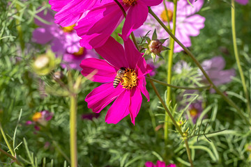 Obraz premium Bee on Colorful Cosmos sulphureus Cav flowers in garden.