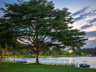 The swan pedal boats under the big tree in evening relaxing park