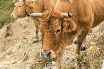 Obraz na płótnie Canvas long haired cow farming animal portrait